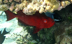 IMG_7507rc_Maldives_Madoogali_priacanthe rouge-Priacanthus arenatus 